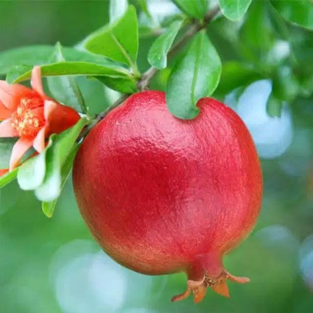 

Bibit pohon delima merah - Tanaman buah delima merah - Delima merah