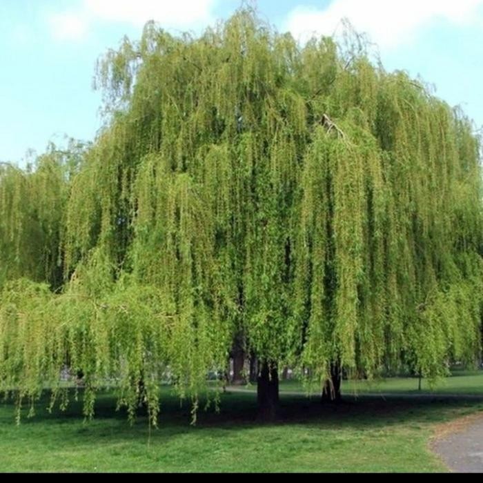 

Bibit Tanaman Babylon Willow Liang Liu Pohon Penghijauan Indah