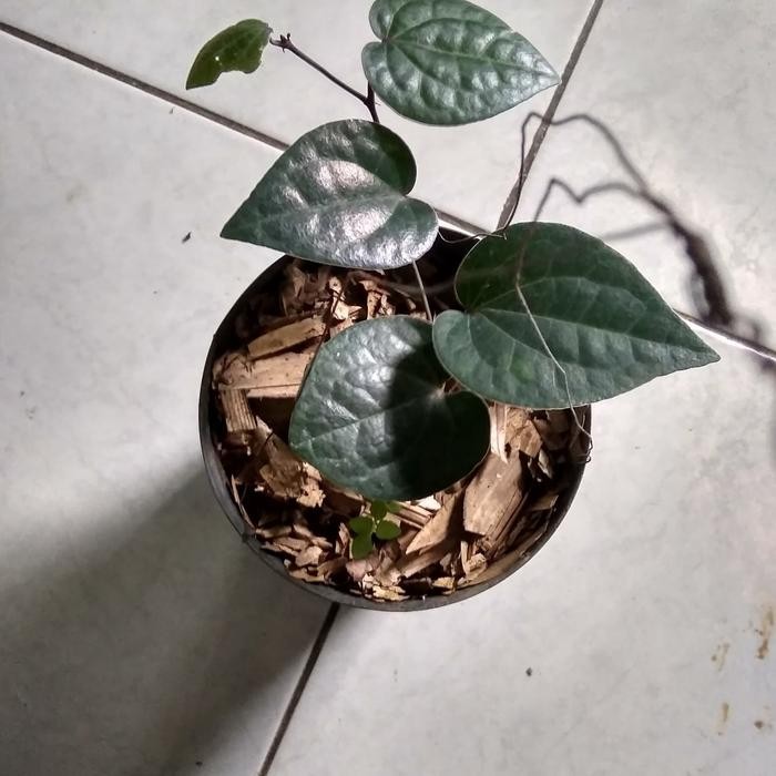 

bibit tanaman daun sirih hitam