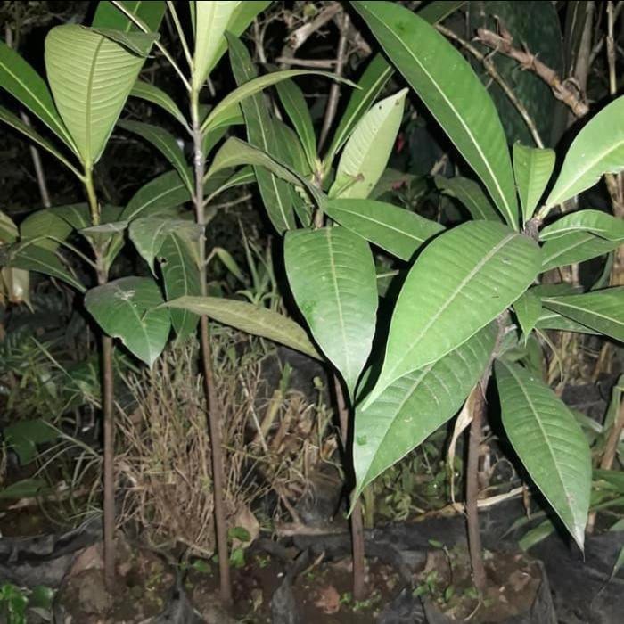 

Bibit pohon buah kemang tanaman buah langka