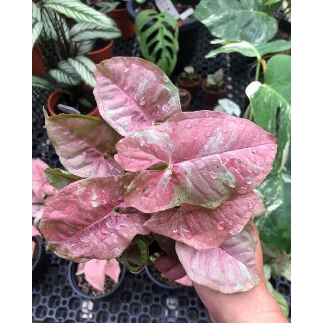 

Tanaman hias Syngonium pink Candy bibit bonggol Tanman hias Syngonium
