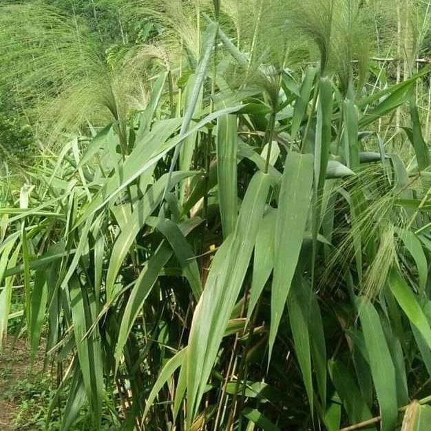 

jual bibit tanaman gelagah arjuna...( 2 tangkai)