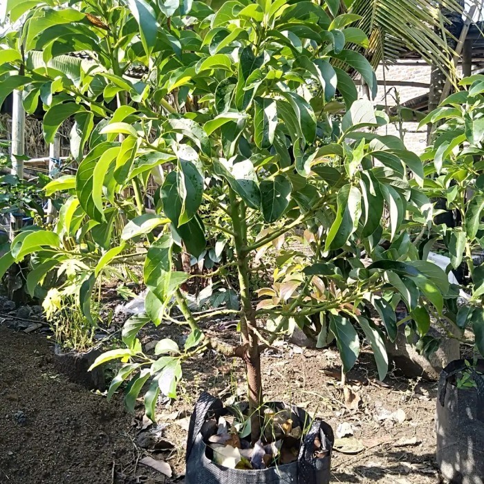 

bibit tanaman alpukat miki tinggi 2 meter KT12