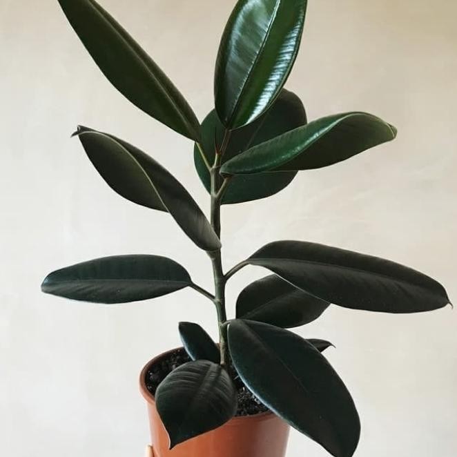 

Tanaman Hias karet Kebo merah Marun/Bibit Karet Kebo