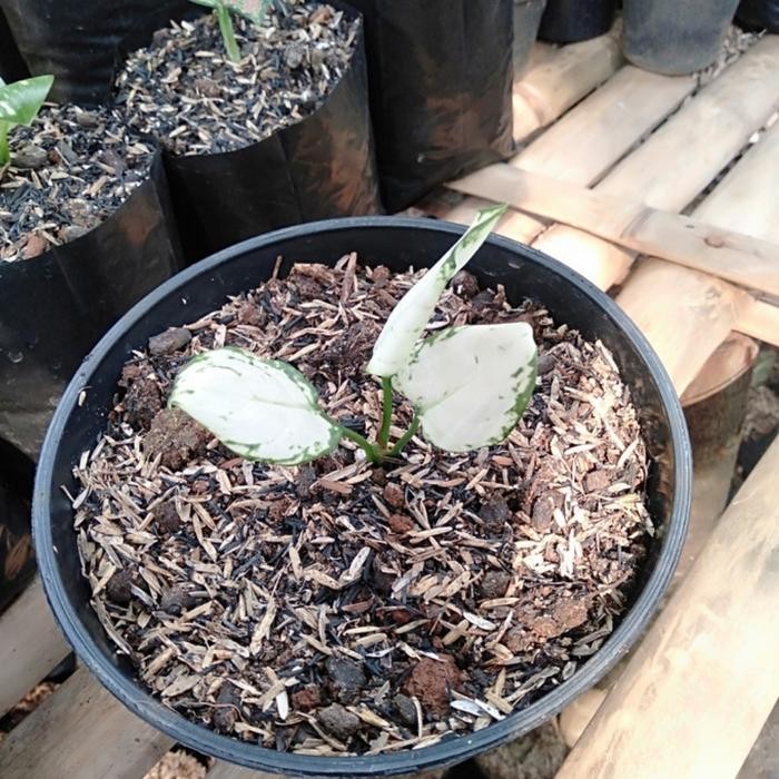 

bibit tanaman hias aglonema super white murah!