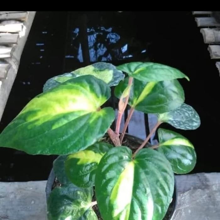 

bibit tanaman sirih golden