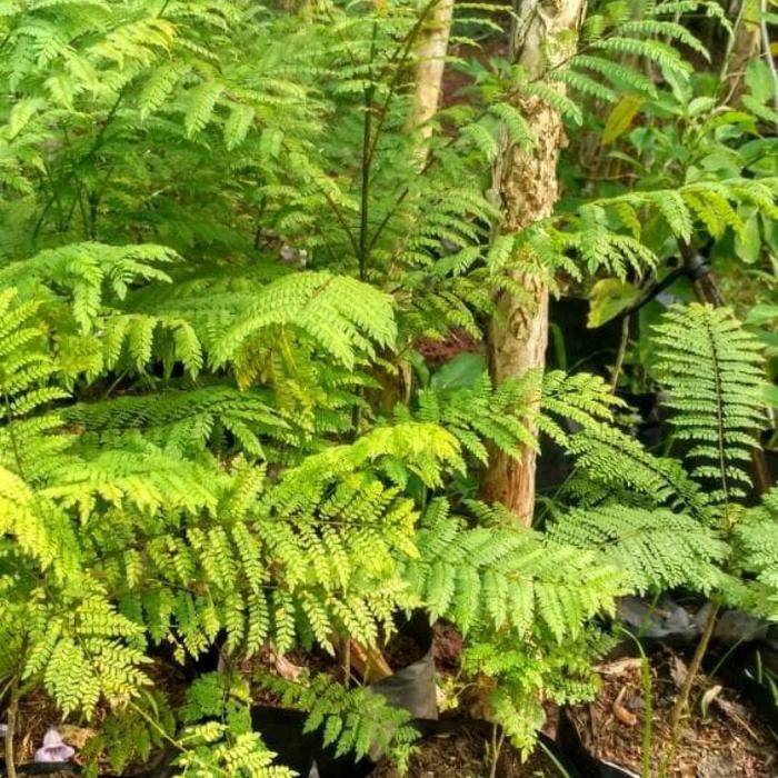 

pohon bunga bibit jakaranda tanaman hias jacaranda