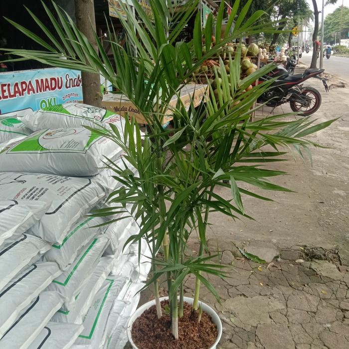 

Paket palem komodoria plus pot tirus 30/bibit tanaman hias