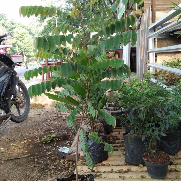 

bibit tanaman blimbing wuluh
