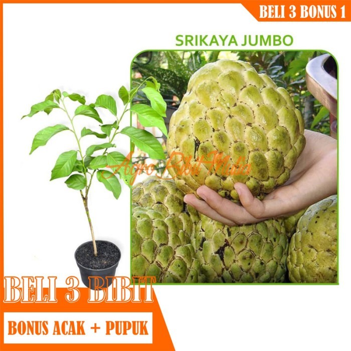 

Bibit Tanaman buah srikaya jumbo Super