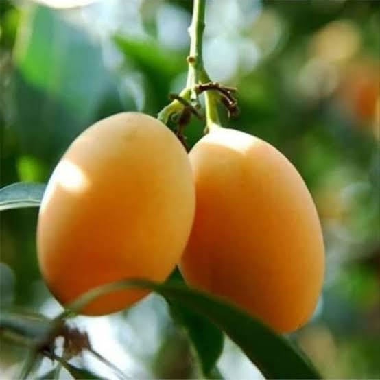 

bibit tanaman buah gandaria pohon gandaria 40/50 cm up