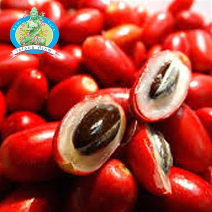 

Tanaman Pohon Buah Magic Fruit - Miracle - Buah Ajaib - Bibit Hidup