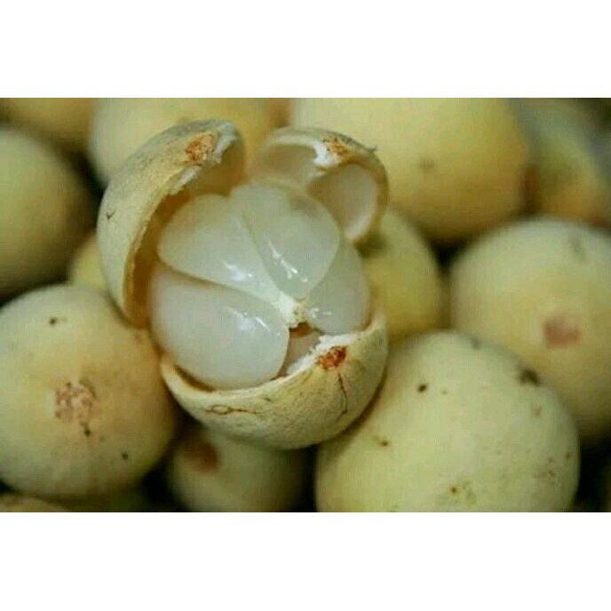 

Cepat Berbuah !! Bibit Tanaman Buah Duku Baturaja Asli Manis