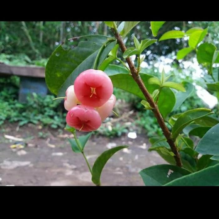 

tanaman bibit jambu air kancing