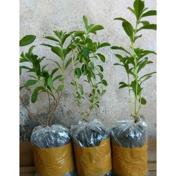 

bibit tanaman stevia-daun manis
