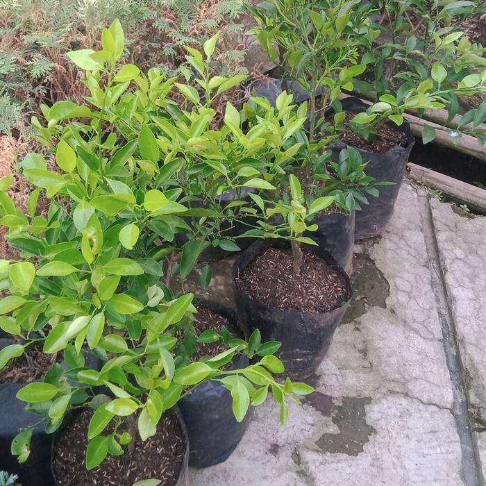 

tanaman bibit buah jeruk limo