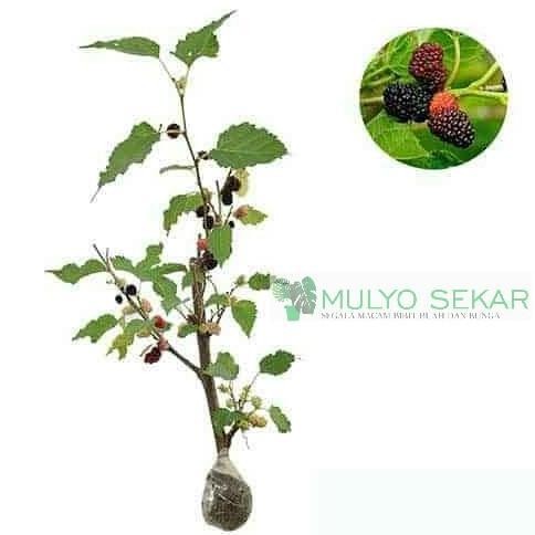 

Bibit Tanaman Buah Murbei Jumbo Bibit Mullbery Murbey Kondisi Berbuah