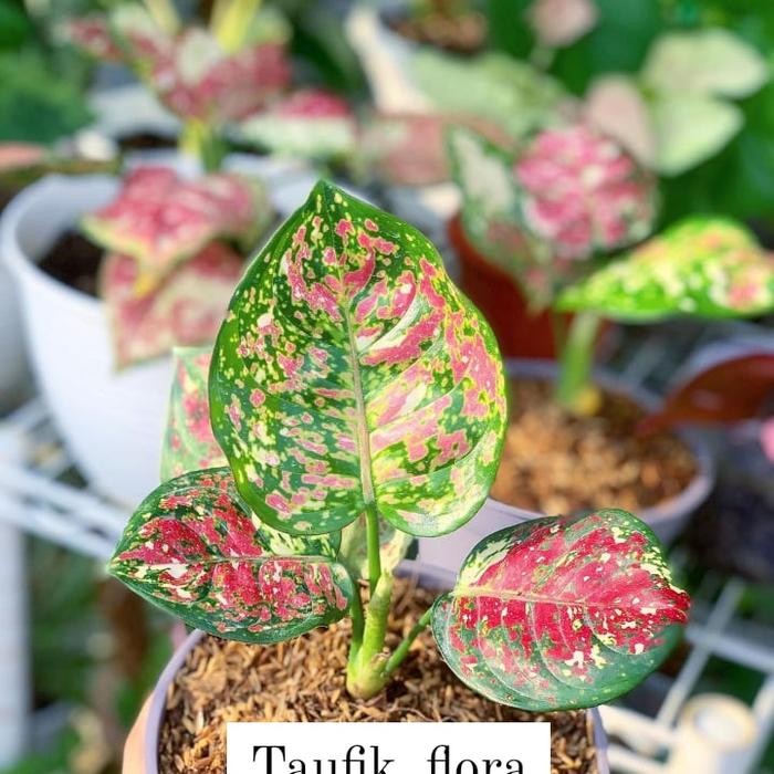 

Tanaman hias bibit aglonema tricolour