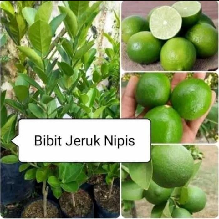 

Bibit tanaman jeruk nipis tinggi 60-80cm