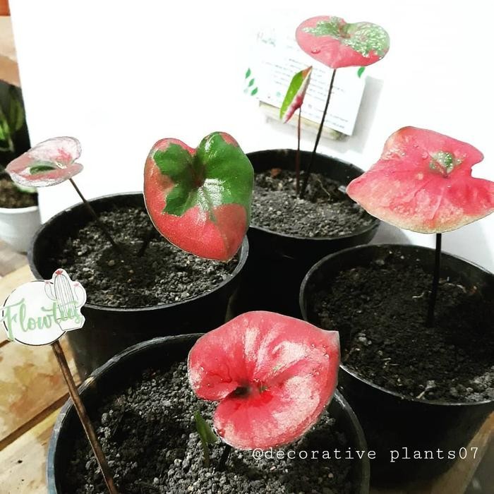 

tanaman hias keladi baret merah bibit cladium