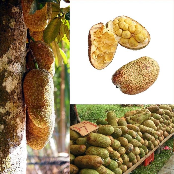 

Bibit Pohon Cempedak - Tanaman Buah Campedak Buah Mirip Nangka