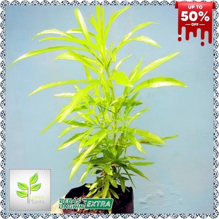 (Allthebest) zodia tanaman pengusir nyamuk