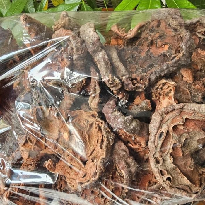 

TERMURAHH!! Sarang Semut Papua Asli 1kg - Sarang Semut Papua Original