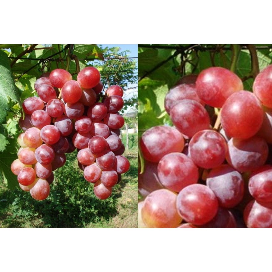 BIBIT ANGGUR IMPORT NINEL ( BIBIT ANGGUR NINEL )