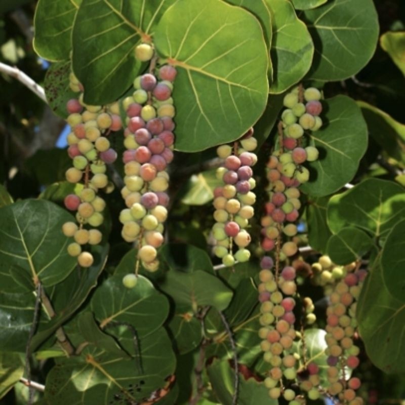 pohon anggur laut hasil cangkok
