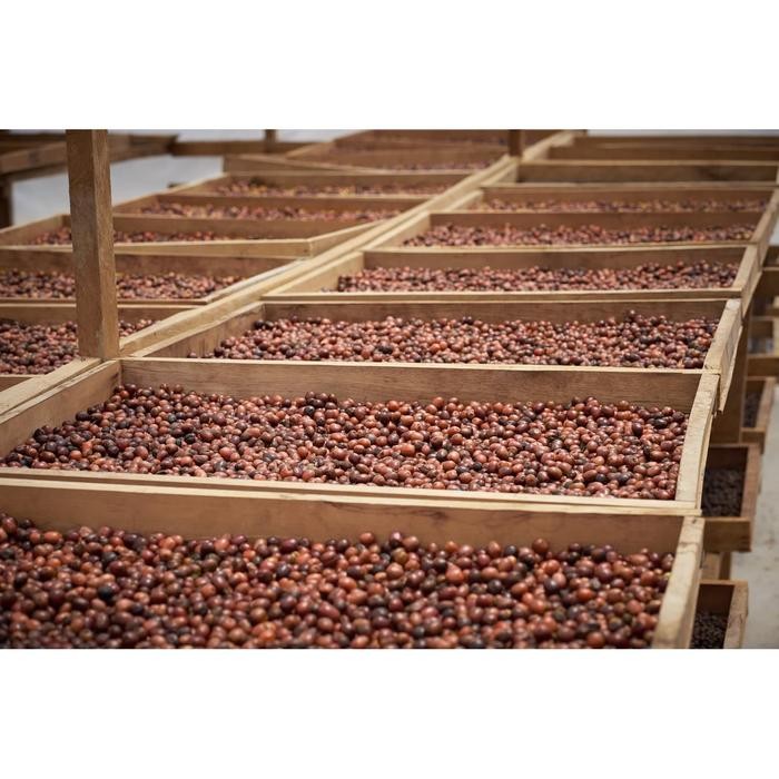 

Green Bean 1kg NATURAL Process - Sumatra Arabika Sipirok Biji Kopi