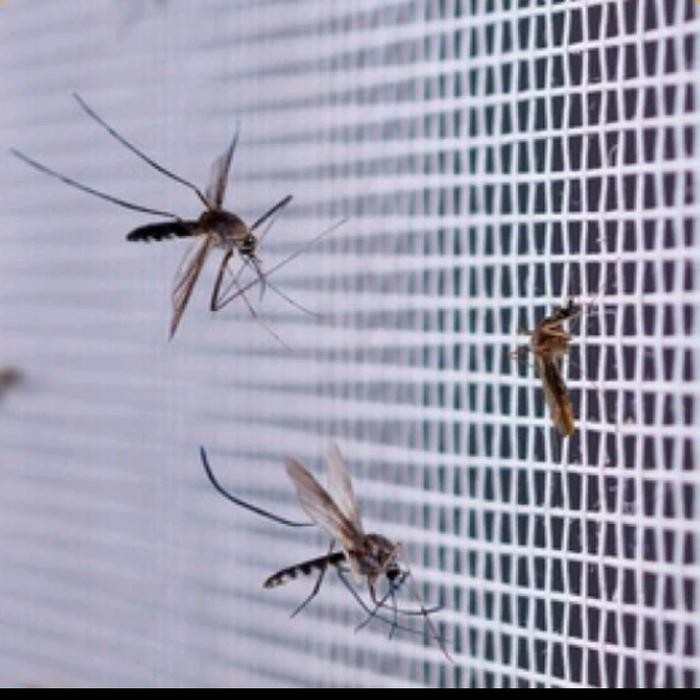 kasa nyamuk fiber hitam frame putih