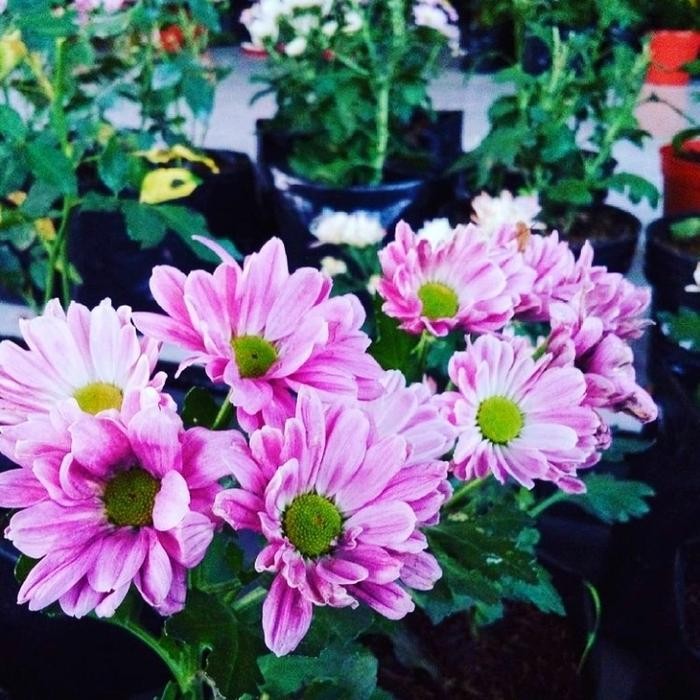 Tanaman Hias Hidup Pot Bunga Krisan