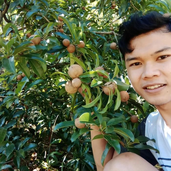 Bibit Sawo Manila Buah Sawo Tanaman Sawo Hasil Cangkok