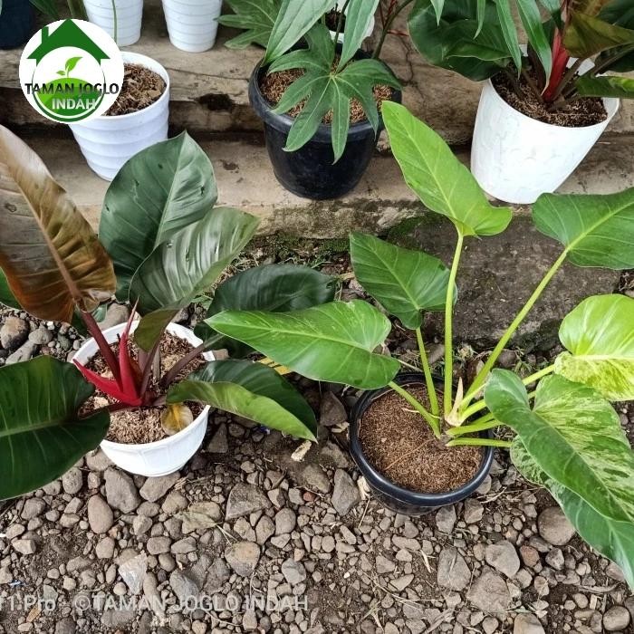 paket 2 tanaman hias black cardinal dan marbel varigata Kode 914