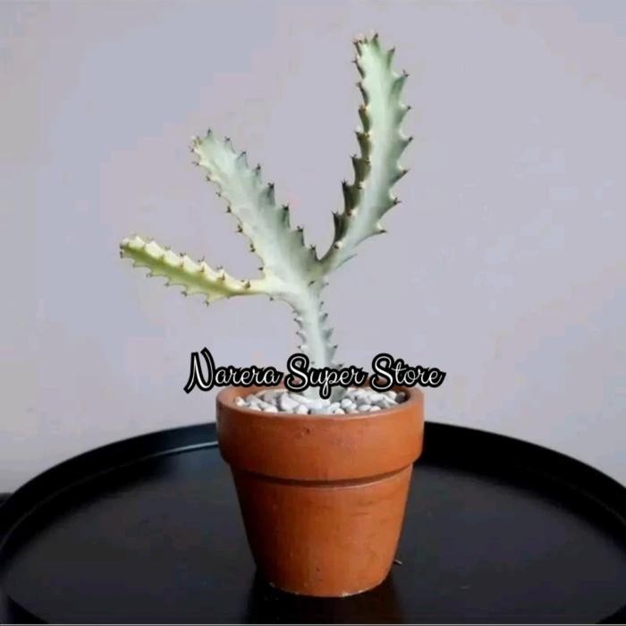 Tanaman Hias Kaktus Tulang Putih Euphorbia White Ghost Dragon Bone Kode 577