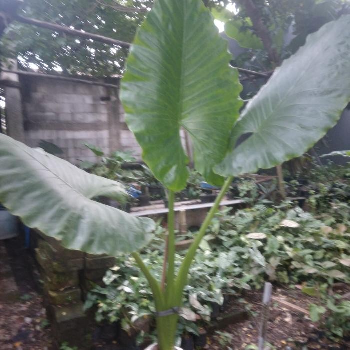 pohon keladi talas sente hijau besar Kode 726