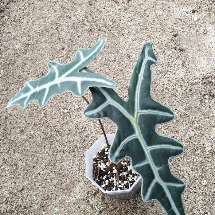 Alocasia Nobilis ekonomis Kode 835