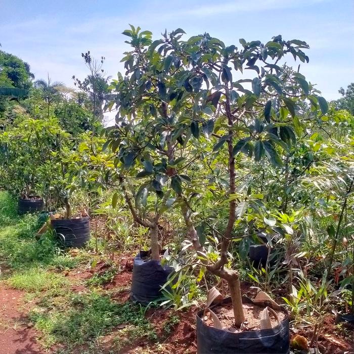 pohon alpukat Miki siap berbuah/sudah pernah berbuah Kode 430