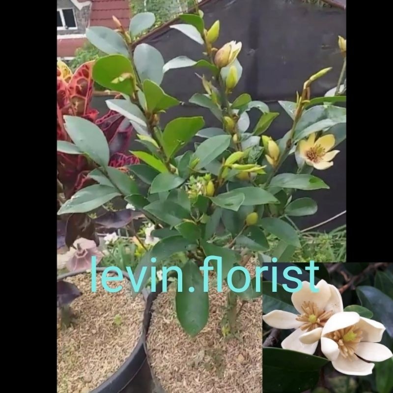 Magnolia Figo / Cempaka Mulya Cempoko Mulyo Putih Bibit Tanaman Hias Bunga Harum Wangi