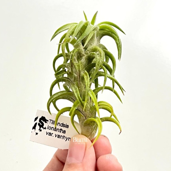 Tillandsia Ionantha Var. Vanhyningii - BUMI AIR PLANTS Tanaman Udara Orchids