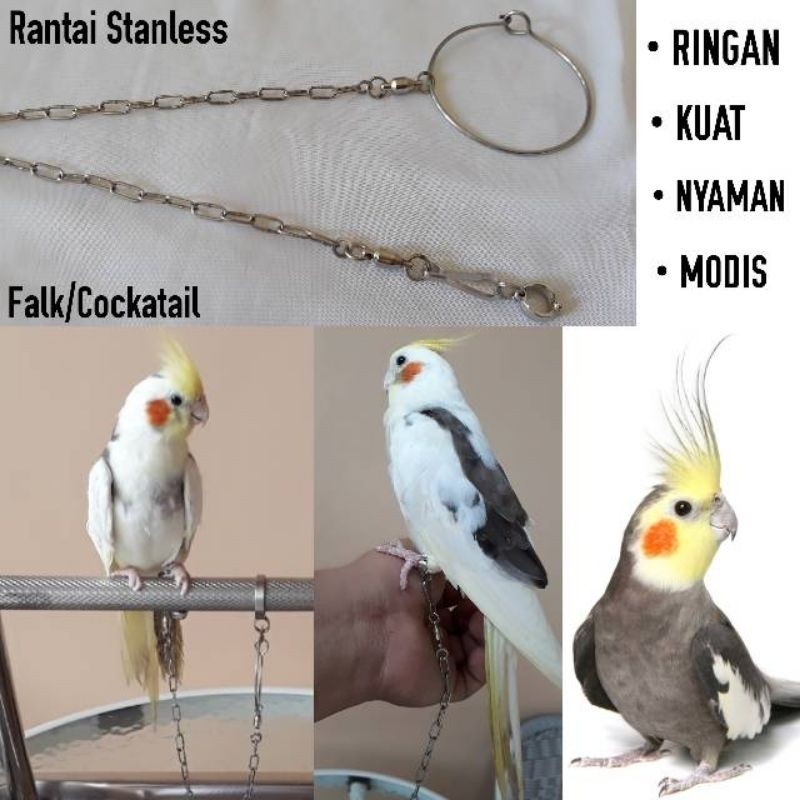 Rantai falk cockatiel bahan stainless