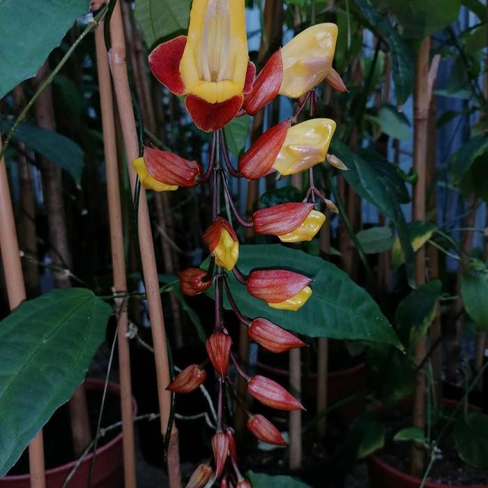 Bibit Tanaman Bunga Rambat Indian Clock Vine (Thunbergia Mysorensis)