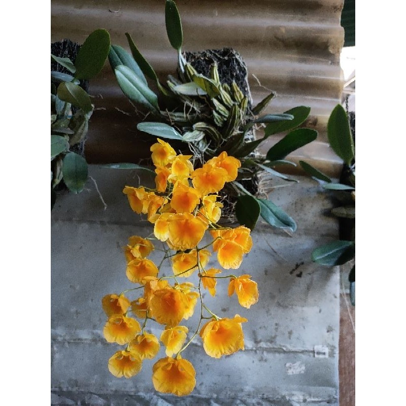 DENDROBIUM AGREGATUM DEWASA RIMBUN