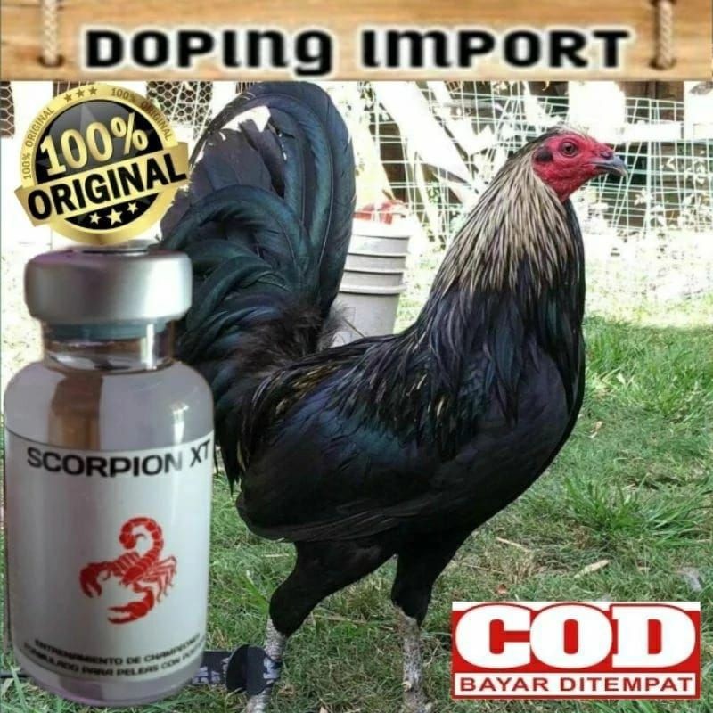 Scorpion XT - Doping Ayam Aduan Taji, Bangkok, Doping Injeksi / Suntik Asli Philipin