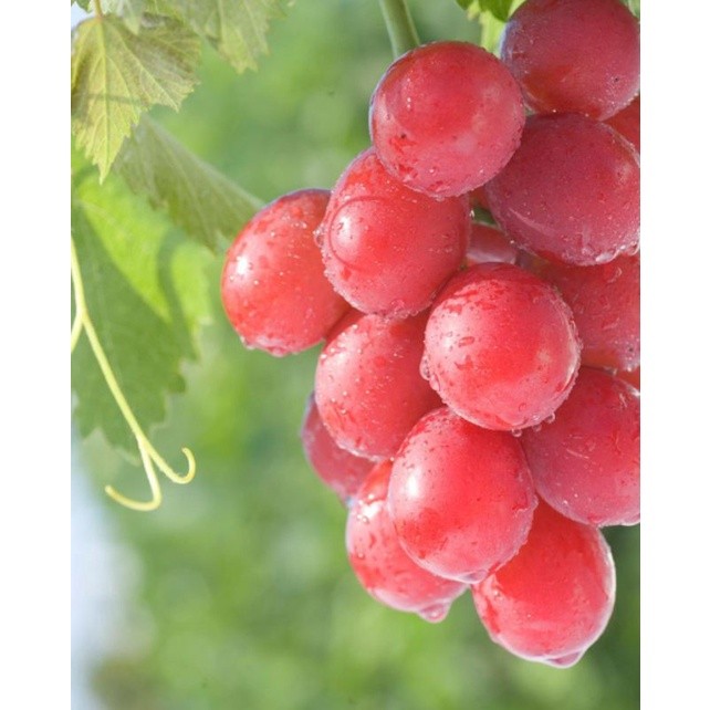 Flowersbloom Bibit Anggur Import Ruby Roman Garansi Valid