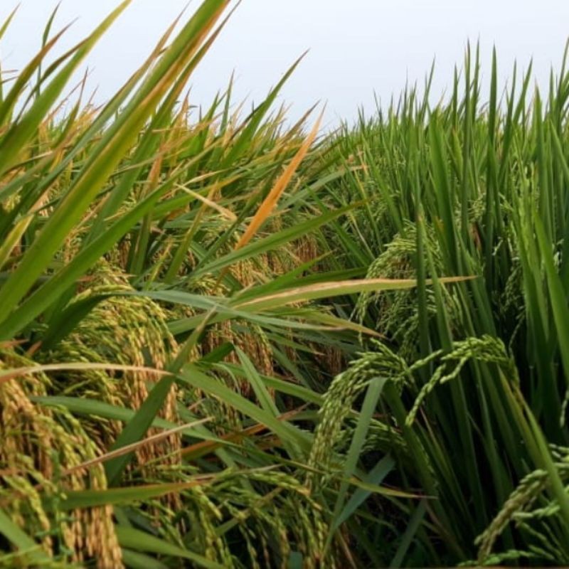 Flowersbloom Benih Bibit Padi Unggul If 16 5Kg