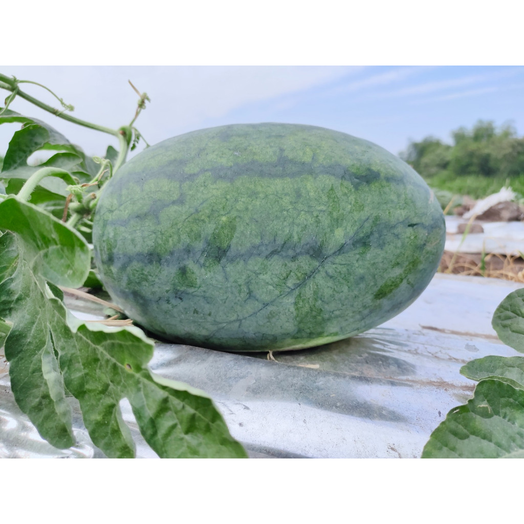 Flowersbloom Obral Benih Semangka Inul Kuning Isi 500 Biji Sunny F1 Cap Kujang