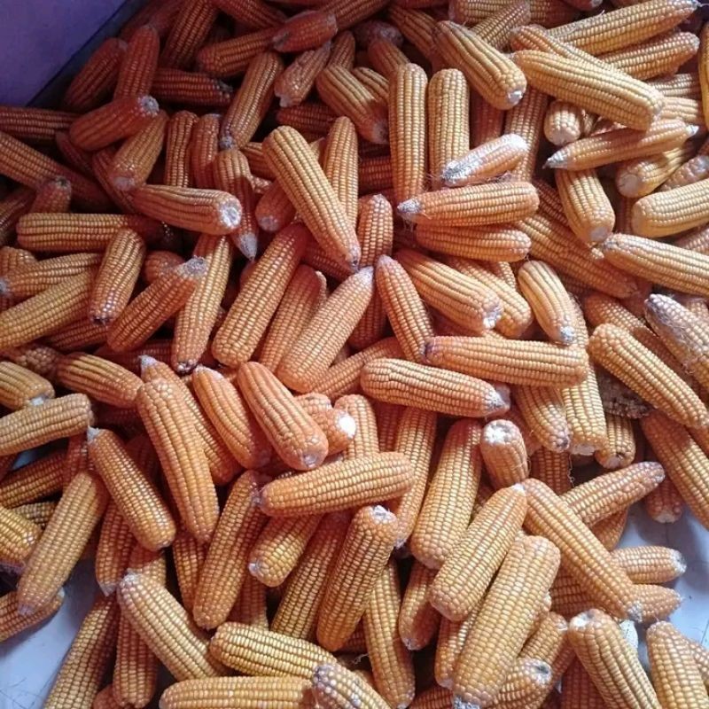 Flowersbloom Benih Jagung Perkasa #Bibit Jagung #Benih Perkasa #Jagung Perkasa#Nk Perkasa 6172