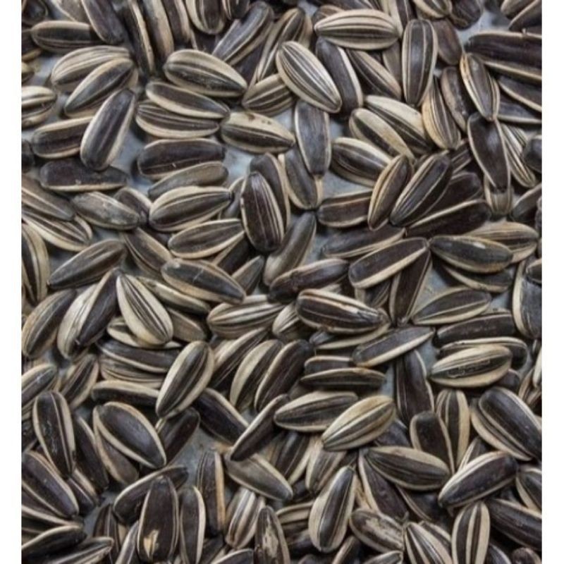 Happygardens Termurah 1Kg Biji Benih / Bibit Bunga Matahari Jumbo / Sun Flower Big Super Unggulan