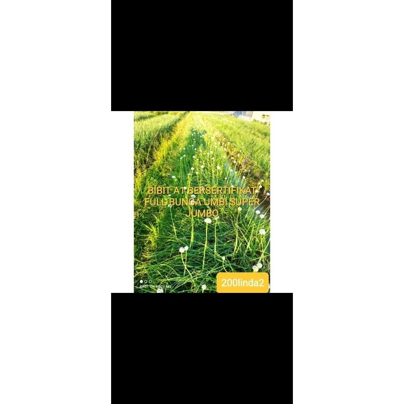 Happygardens Paket 10Kg Bibit Bawang Merah Brebes A1 Bersertifikat Dinas Pertanian Jateng 4-4